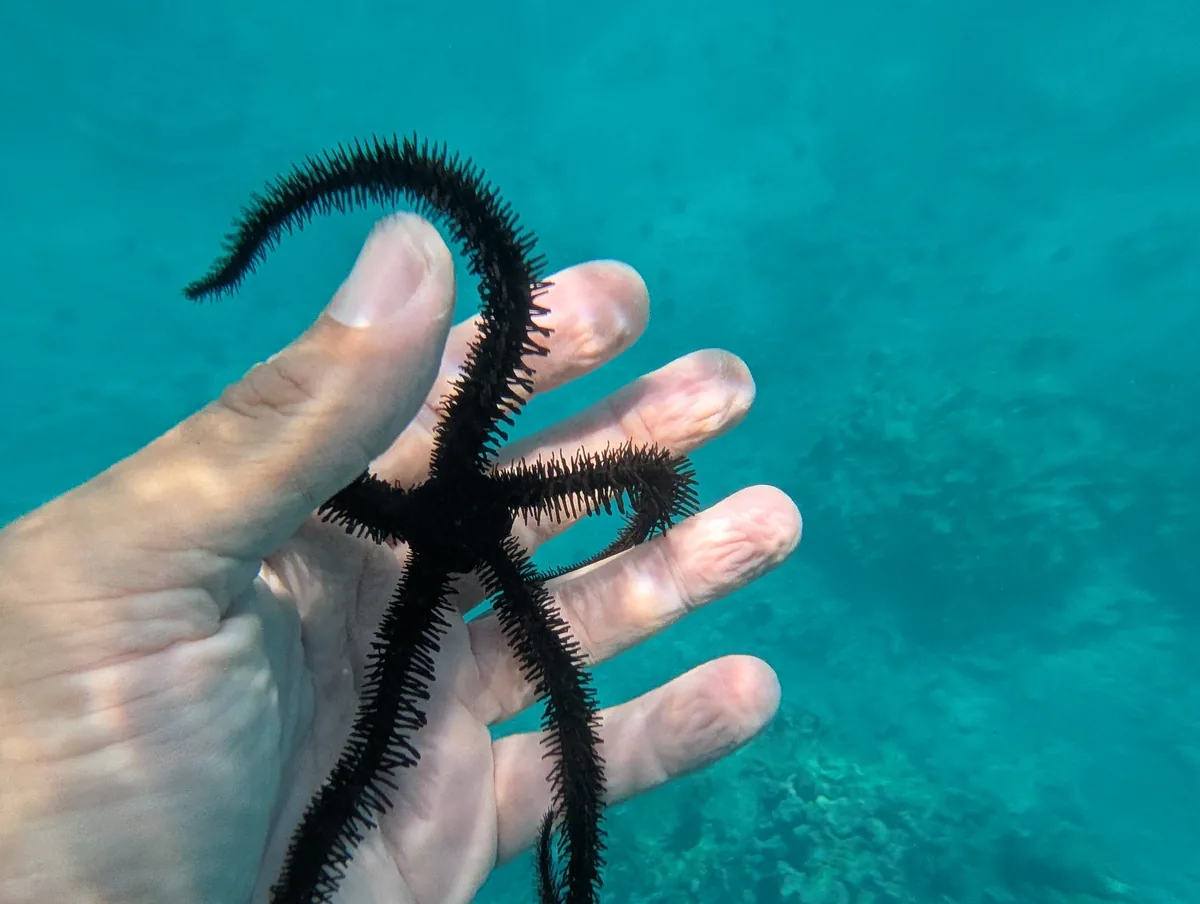 A brittle star held gently over the reef