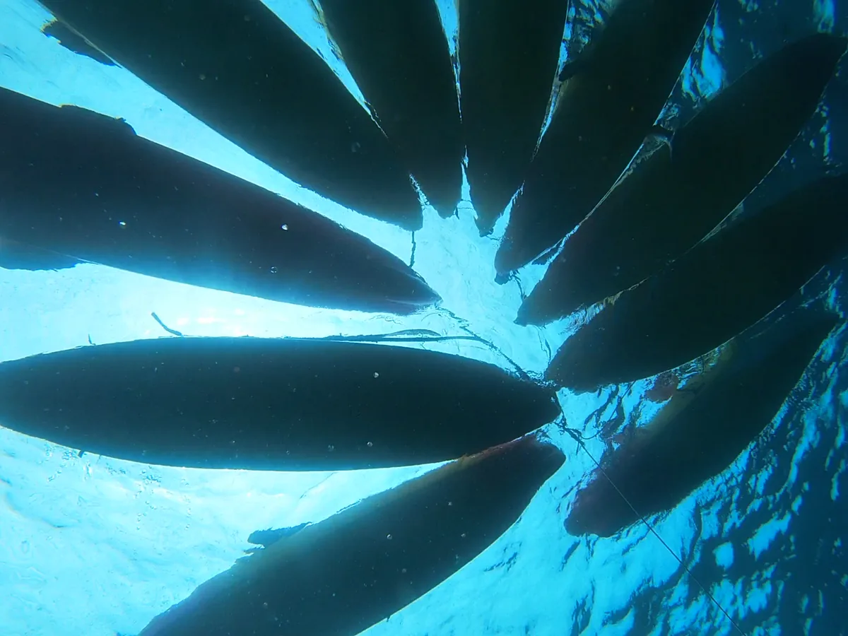 Looking up at a ring of kayaks from underwater at the snorkel stop