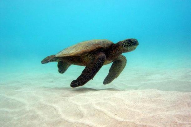 a turtle swimming under water